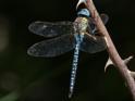 Aeshna affinis (Blue-eyed Hawker) male-Album-6.jpg